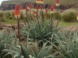 Kniphofia caulescens